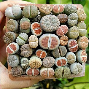 Mix Lithops Sortido - Planta Pedra - 30 Sementes