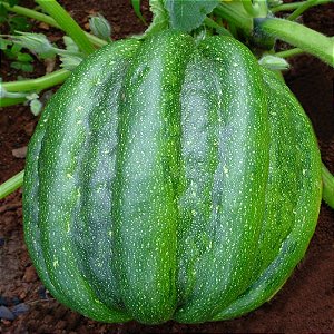 Abóbora Mogango - Cucurbita pepo: 7 Sementes