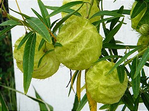 Asclepias physocarpa (Saco-de-Velho) - 10 Sementes