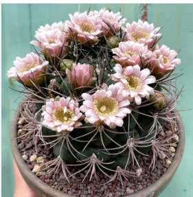 Sementes de Cactos Gymnocalycium saglione - 20 Sementes
