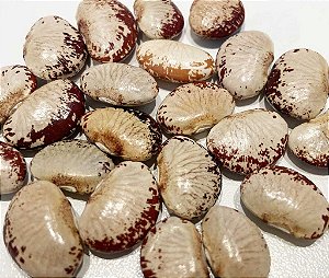 Feijão Fava Raio de Sol - 20 Sementes
