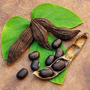 Mucuna-Preta : 20 Sementes