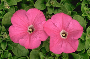 Petúnia Rosê (Blush Pink) - 50 Sementes