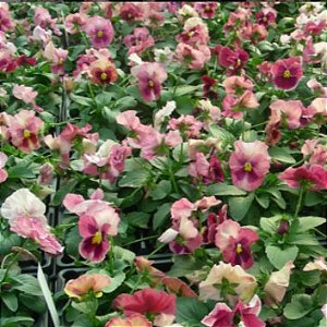 Amor Perfeito Morango Dinamite - Viola tricolor: 15 Sementes