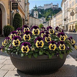 Amor Perfeito Mogno Ultimate Baron - Viola tricolor: 15 Sementes
