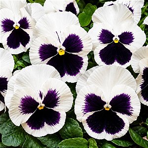 Amor Perfeito Branco Dinamite - Viola tricolor: 15 Sementes
