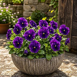 Amor Perfeito Lavanda Crow - Viola tricolor: 15 Sementes