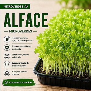 Microverdes Alface: 500 Sementes