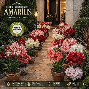 Amarílis Sortidas: 10 Bulbos - Qualidade Boersen