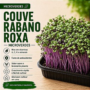 Microverdes Couve Rabano Roxa: 500 Sementes