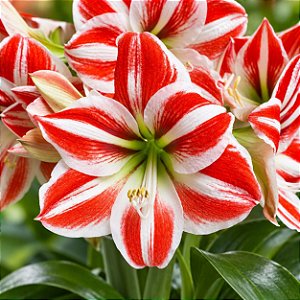 Amarilis Superstar Branco e Vermelho: 10 Bulbos