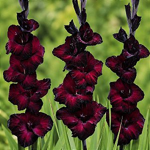 Gladíolos Negro (Black Star) - Palma: 50 Bulbos (PROMOÇÃO!)