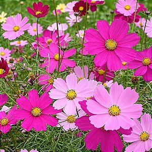 Cosmea Carnaval: 15 Sementes