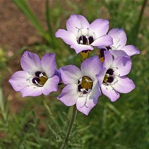 Olhos de Pássaro (Gilia): 20 Sementes