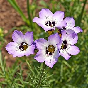 Olhos de Pássaro (Gilia): 20 Sementes