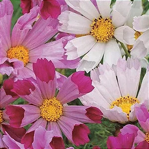 Cosmea Concha do Mar: 15 Sementes