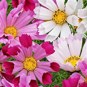 Cosmea Concha do Mar: 15 Sementes