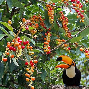 Papagaio - Aegiphila sellowiana - 10 Sementes