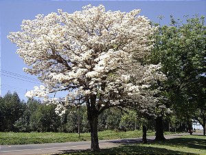 Ipê Branco - Tabebuia roseoalba: 5 Sementes