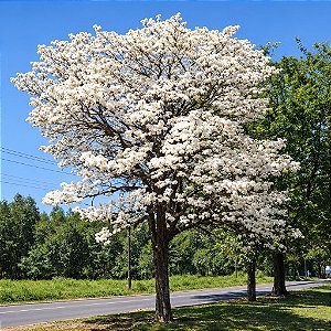 Ipê Branco - Tabebuia roseoalba: 5 Sementes