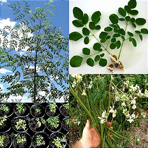 Moringa Oleifera - Moringa oleifera - 3 Sementes