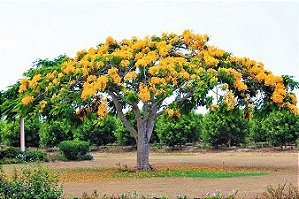 Flamboyant Amarelo - Delonix regia sp. - 5 Sementes