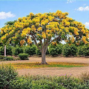 Flamboyant Amarelo - Delonix regia sp. - 5 Sementes
