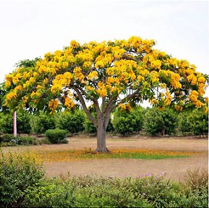 Flamboyant Amarelo - Delonix regia sp. - 5 Sementes