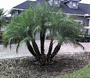 Palmeira Fênix Anã - Phoenix roebelenii -5 Sementes