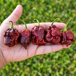 Trinidad Scorpion Chocolate: 10 Sementes