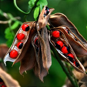 Olho de Cabra - Ormosia arborea - 3 Sementes