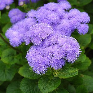 Agerato Mexicano - Houstonianum: 20 Sementes