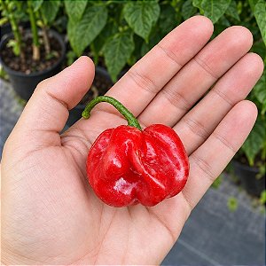 Pimenta Moruga Red - 10 Sementes
