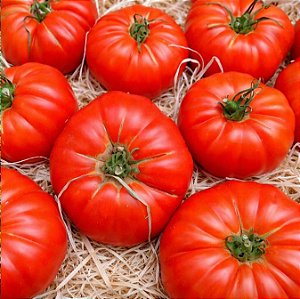 Tomate Gaúcho-Maça (Marmande): 20 Sementes