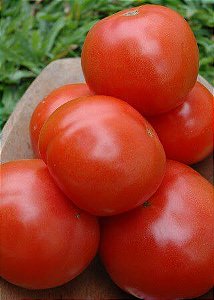 Tomate Kaiçara (Caiçara): 20 Sementes