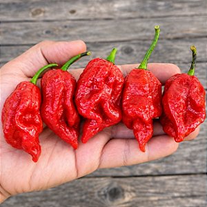 Pimenta 7 Pot Barrackpore - 10 Sementes - Raridade!
