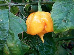 Carolina Reaper Amarela: 10 Sementes - Raridade!