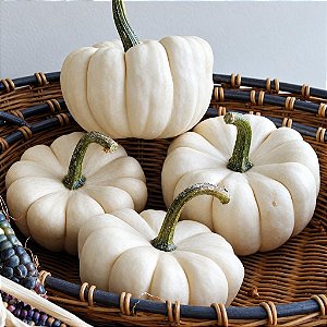 Abóbora Baby Boo Fantasminha - Cucurbita Pepo L.: 5 Sementes