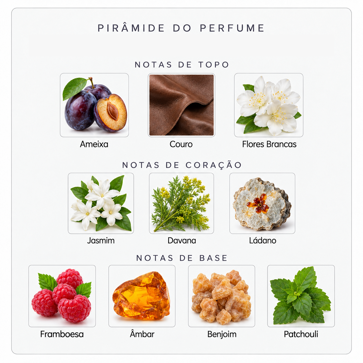 Pirâmide olfativa do Xerjoff Muse