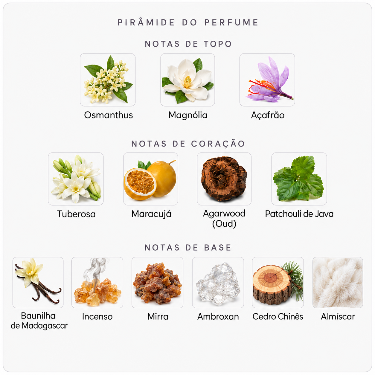 Pirâmide olfativa do Creed Queen of Silk