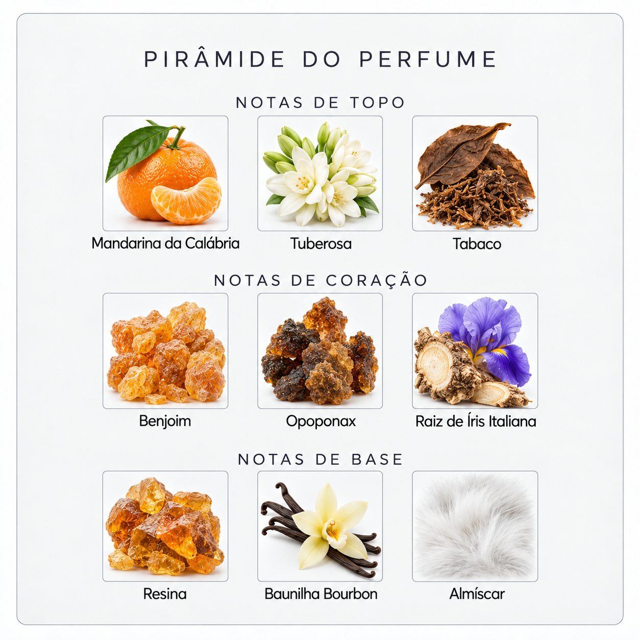 Pirâmide olfativa do Xerjoff XJ 1861 Decas