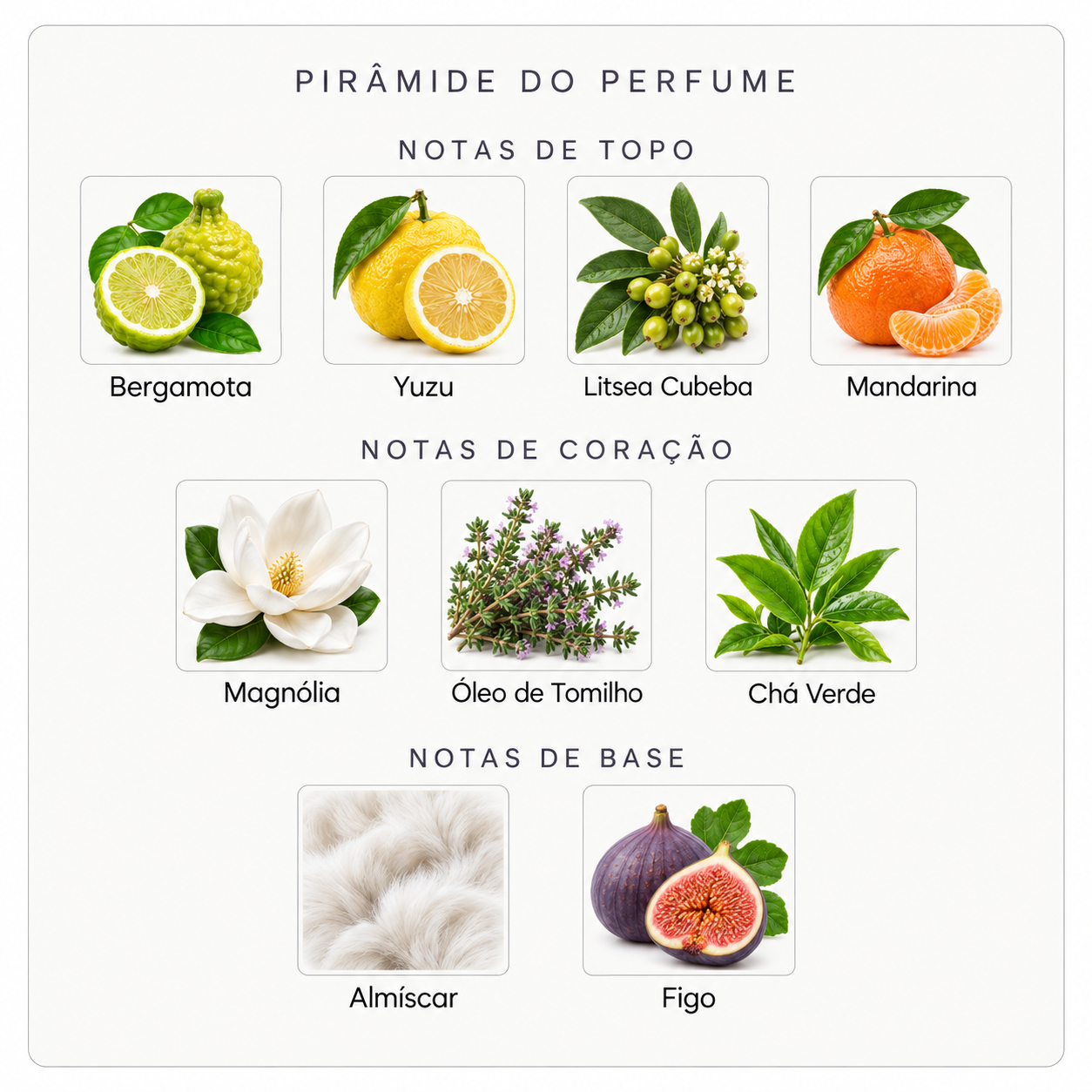 Pirâmide olfativa do Nishane Wulong Cha X