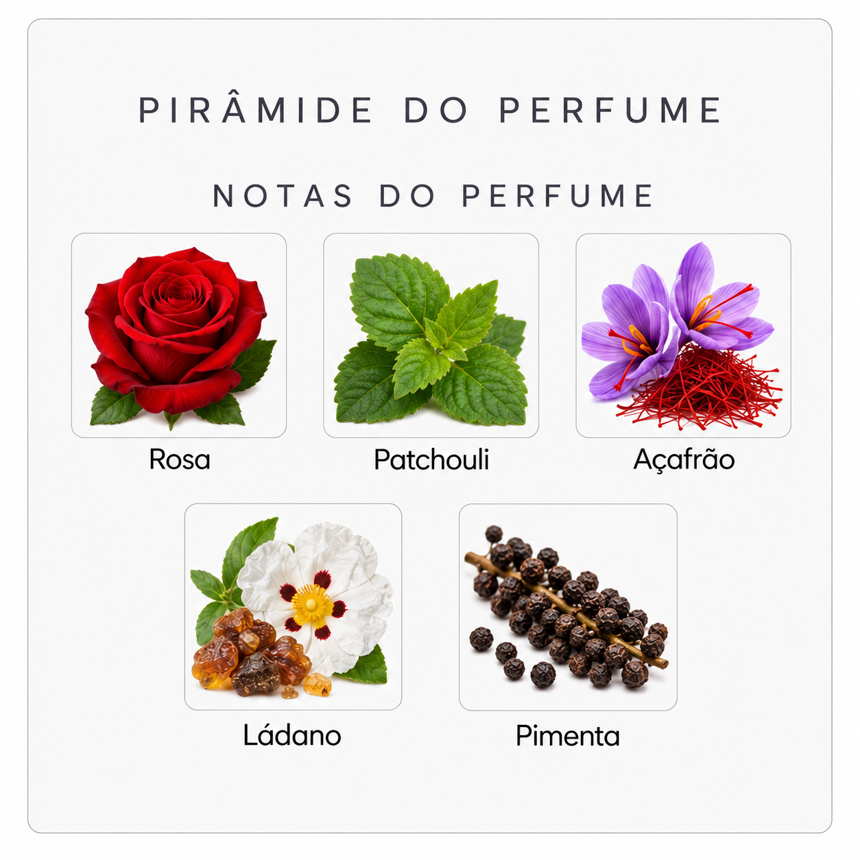 Notas olfativas do Radical Rose