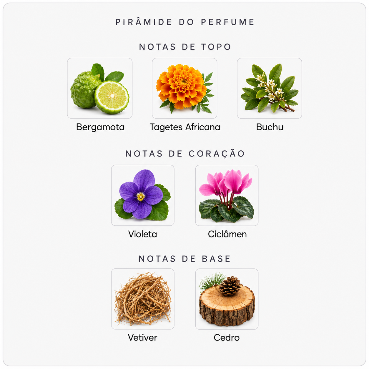 Pirâmide olfativa do Byredo Bal d’Afrique