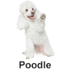 Poodle