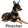 Pinscher