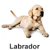 Labrador