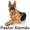 Pastor Alemão