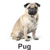 Pug