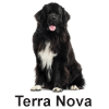 Terra Nova